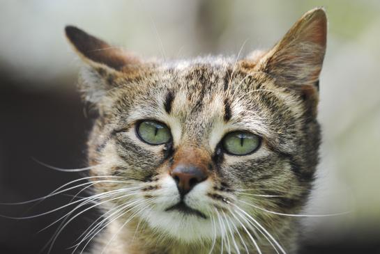 Zwerfkat