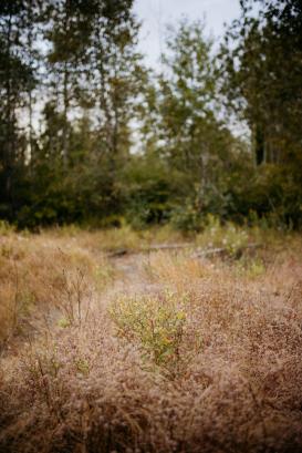 Foto van dor gras