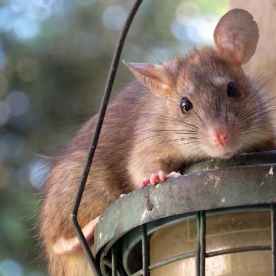 ratten